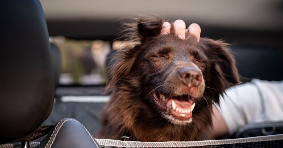 Drivers with pets this Bank Holiday weekend risk £5k fine if they break 1 rule