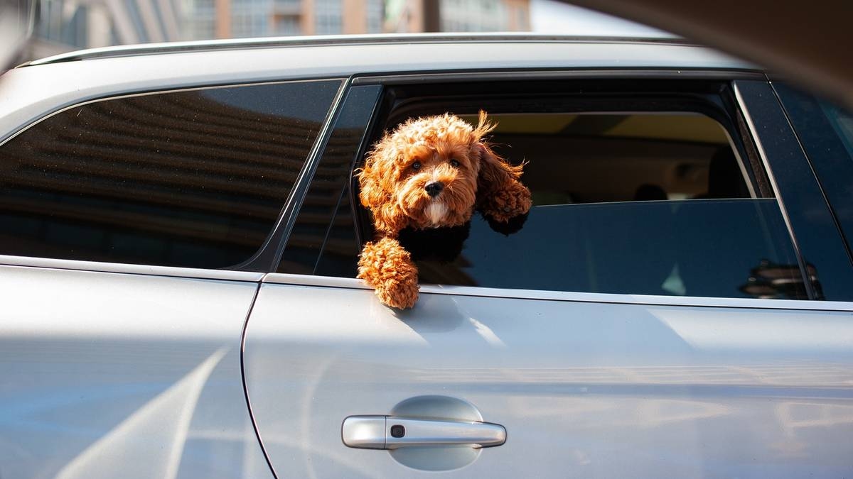 Transportar un perro en un coche. Infringir la normativa puede suponer una fuerte multa.