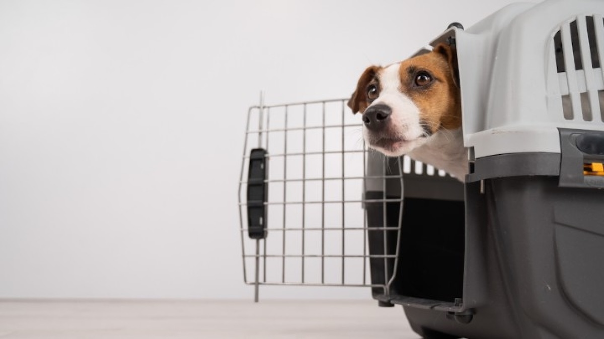 Volare con il proprio cane o gatto? Ora sarà più facile