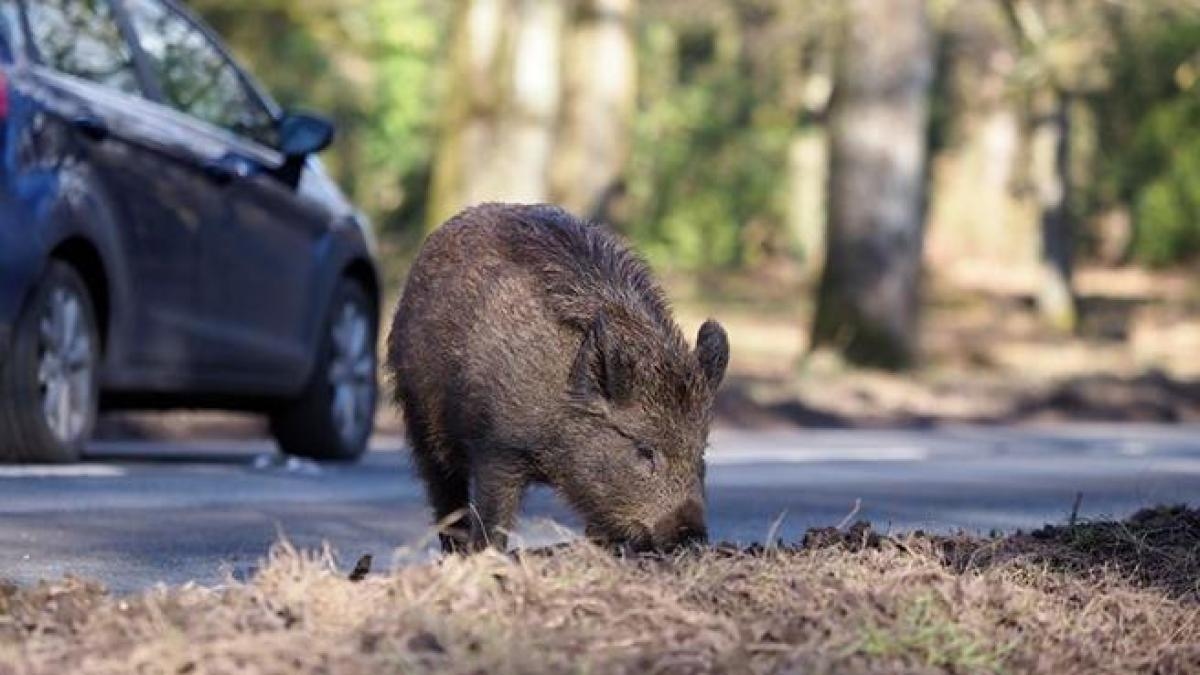 Los accidentes con animales en las carreteras crecen un 145% en España en diez años: estos tres mamíferos causan 8 de cada 10 siniestros con fauna