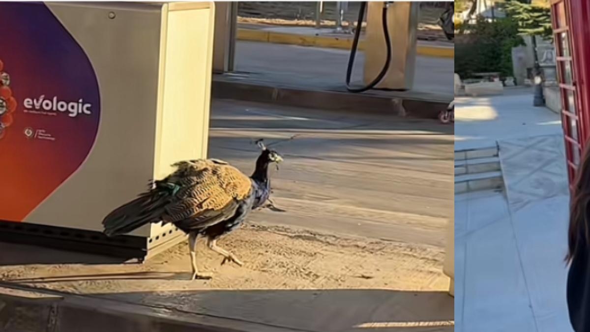 He shows a crazy roadside service area in Soria and people are amazed by the details: "Bubble, Pompa and Lizard Soap"
